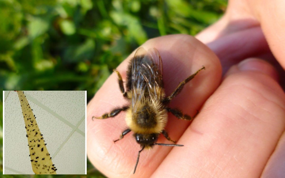 4+1 έξυπνοι τρόποι να κρατήσεις τα έντομα μακριά από το μπαλκόνι