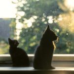 Αστρολογικές προβλέψεις Αύγουστος 2025: Βαθμολογούμε τα ζώδια από το πιο τυχερό στο πιο άτυχο- Ποιος είναι ο βασιλιάς της τύχης;