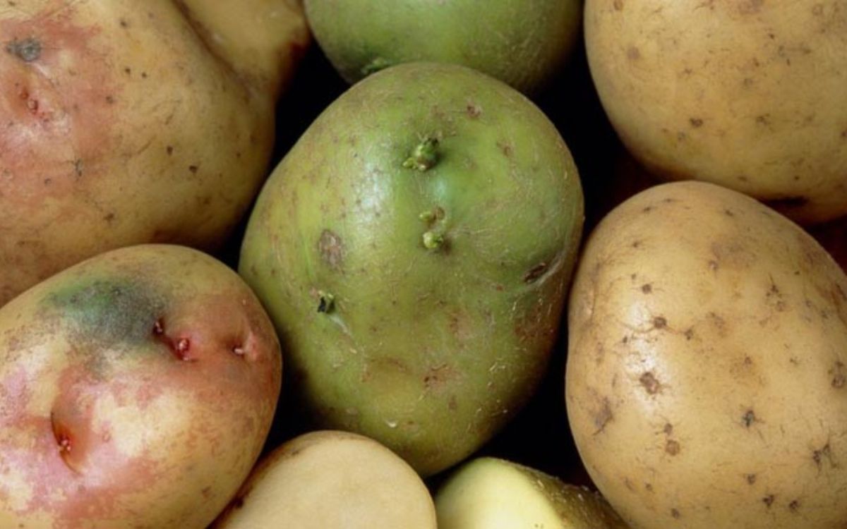 Σολανίνη: Η Ουσία που περιέχουν οι πατάτες και μπορεί να σε οδηγήσει στο θάνατο