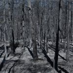 καμένο-δάσος-