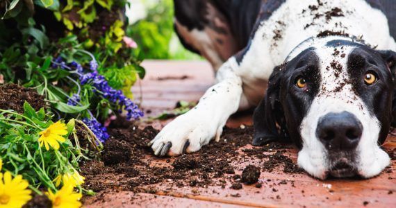 Έκανες μπάνιο τον σκύλο κι αμέσως κυλίστηκε στο χώμα και στα χορτάρια - Γιατί συμβαίνει αυτό