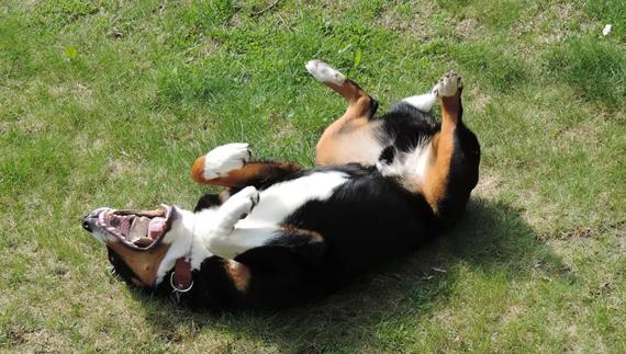 Έκανες μπάνιο τον σκύλο κι αμέσως κυλίστηκε στο χώμα και στα χορτάρια - Γιατί συμβαίνει αυτό