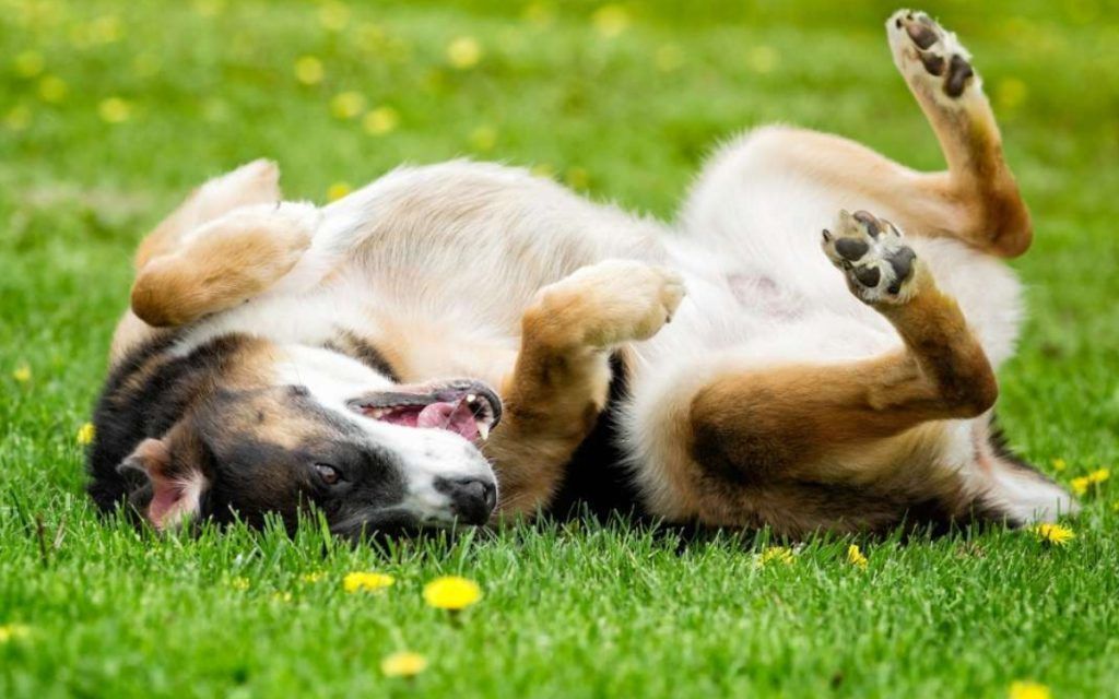 Έκανες μπάνιο τον σκύλο κι αμέσως κυλίστηκε στο χώμα και στα χορτάρια - Γιατί συμβαίνει αυτό