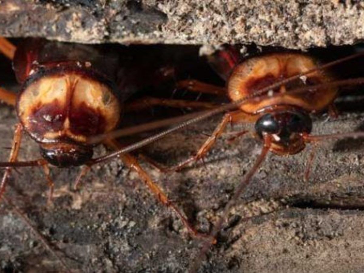 Γιατί δεν πεθαίνουν ποτέ οι κατσαρίδες; Η αλήθεια από τους επιστήμονες