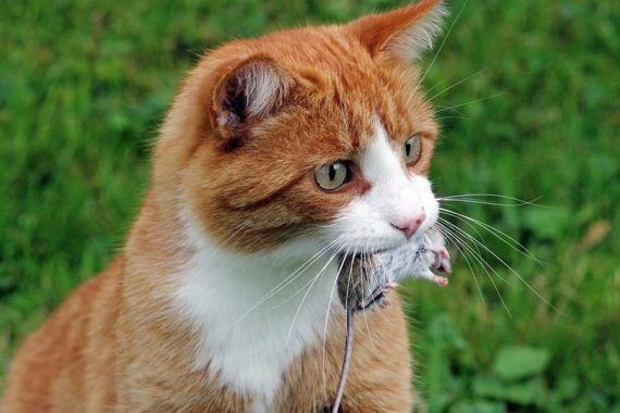 Γιατί οι γάτες δεν κυνηγούν ποντίκια πια;