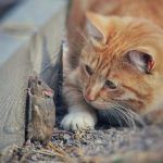 Γιατί οι γάτες δεν κυνηγούν ποντίκια πια;