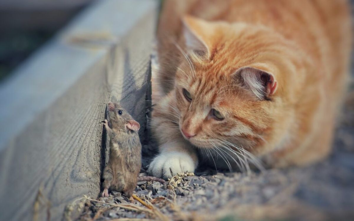 Γιατί οι γάτες δεν κυνηγούν ποντίκια πια;