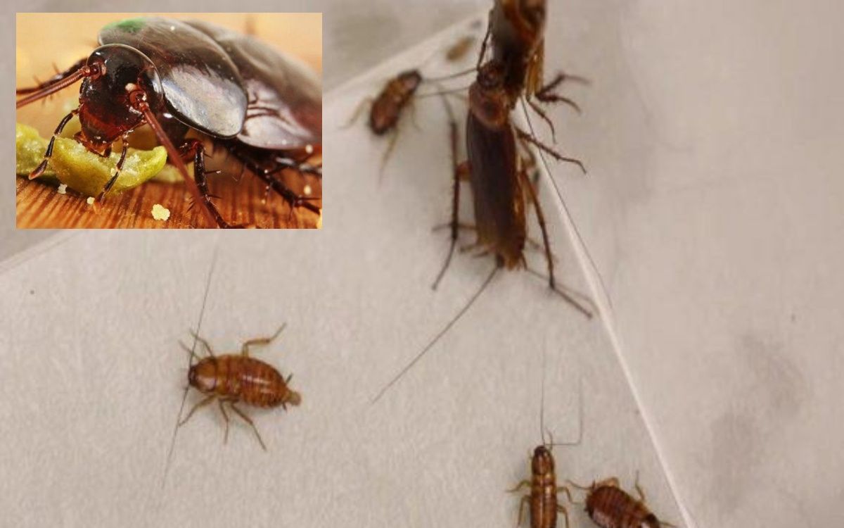 κατσαρίδες-σε-γωνία-του-σπιτιού-και-πάνω-σε-τρόφιμα-