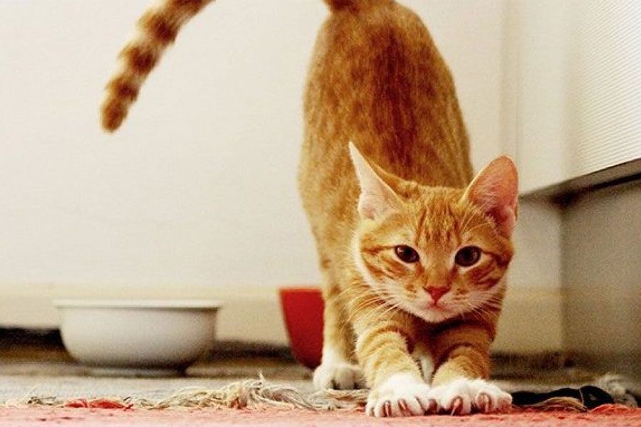 πορτοκαλί-γάτα-