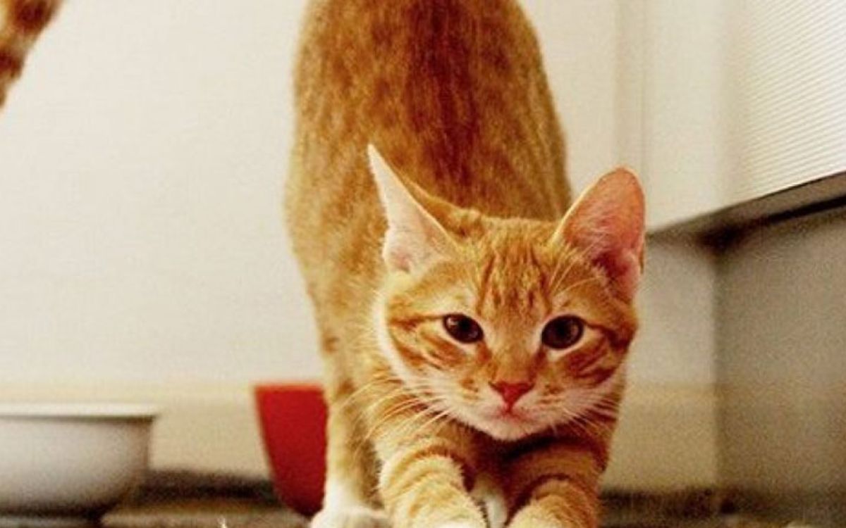 πορτοκαλί-γάτα-σε-οίστρο-