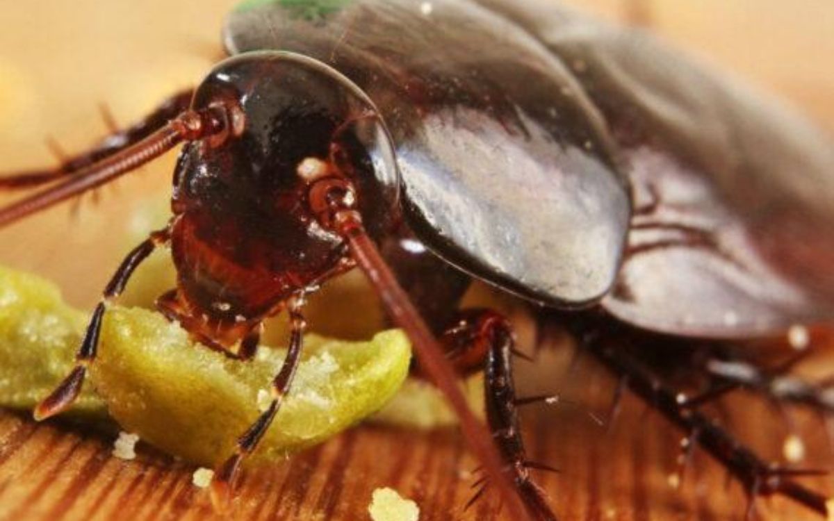 Το πιο βρώμικο σημείο του σπιτιού που από εκεί μπαίνουν οι κατσαρίδες και δεν πάει το μυαλό σου