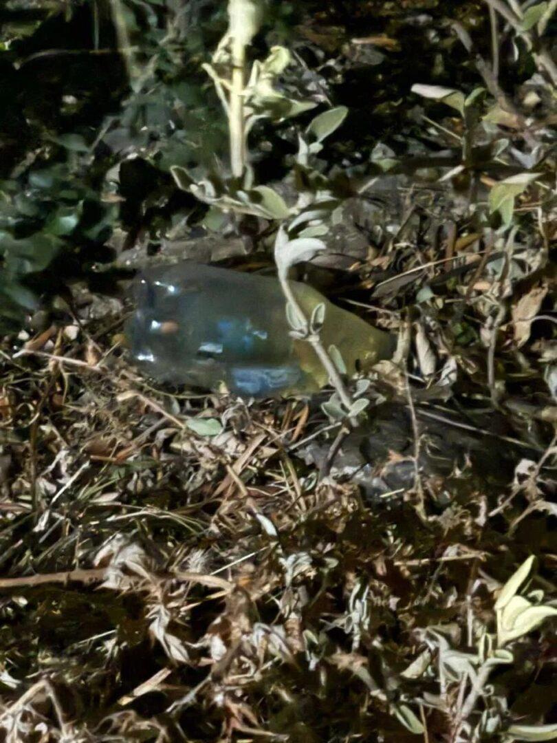 Αυτοί είναι οι Νέρωνες με το παπάκι- Φωτογραφίες από τον 19χρονο και τον 27χρονο που έκαναν παρανάλωμα την Πάτρα