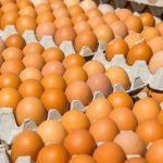 Ανάκληση LIDL: Συναγερμός για μολυσμένα αυγά με σαλμονέλα