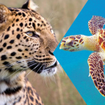 χελώνα-τίγρης-