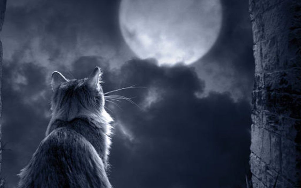 Γάτες: Γιατί θεωρούνται πλάσματα του υπερφυσικού και τι "βλέπουν" που εμείς δεν βλέπουμε;