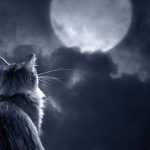 Γάτες: Γιατί θεωρούνται πλάσματα του υπερφυσικού και τι "βλέπουν" που εμείς δεν βλέπουμε;