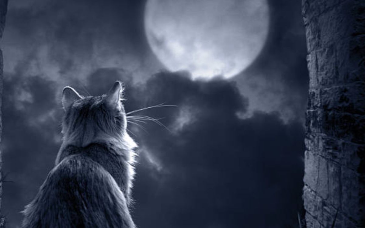 Γάτες: Γιατί θεωρούνται πλάσματα του υπερφυσικού και τι "βλέπουν" που εμείς δεν βλέπουμε;