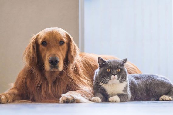 σκύλος-και-γάτα- σκύλος-και-γάτα-