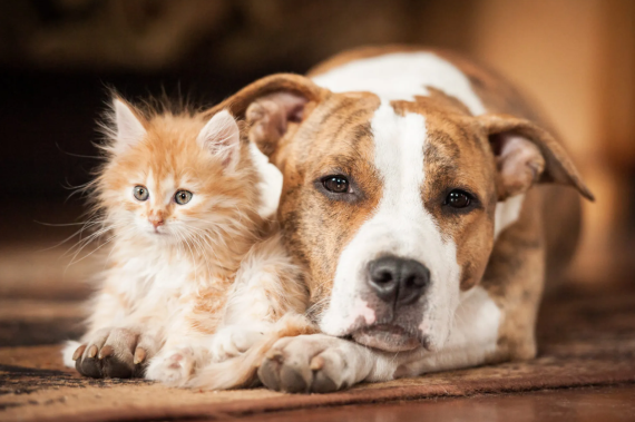 σκύλος-και-γάτα- σκύλος-και-γάτα-