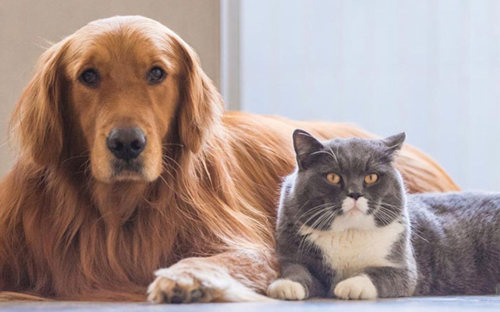 σκύλος-και-γάτα-
