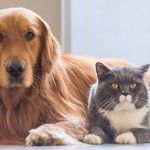 σκύλος-και-γάτα-