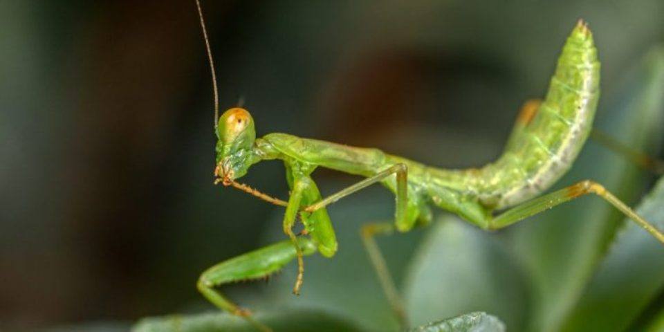 αλογάκι-της-Παναγίας- αλογάκι-της-Παναγίας-