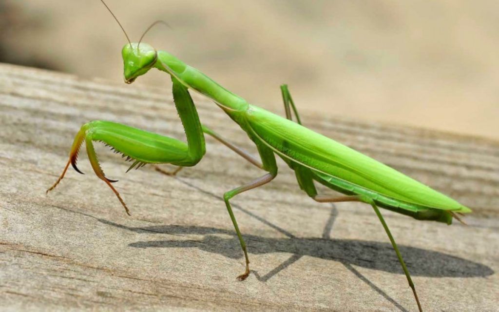 αλογάκι-της-Παναγίας-