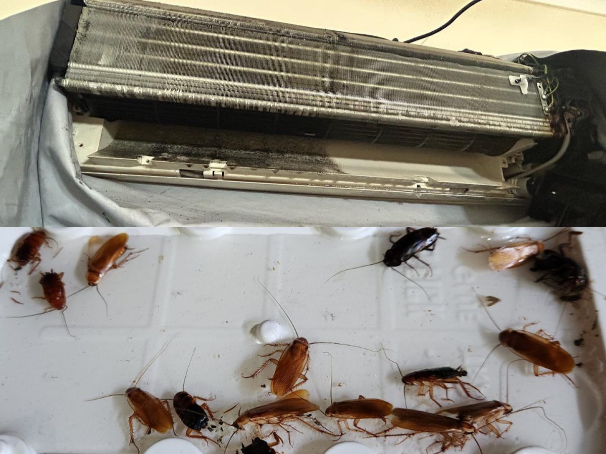 Κατσαρίδες στο κλιματιστικό: Πως θα καταλάβετε ότι έχουν κάνει φωλιά- Τα tricks των ειδικών που θα τις διώξουν στο λεπτό