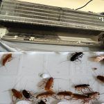 Κατσαρίδες στο κλιματιστικό: Πως θα καταλάβετε ότι έχουν κάνει φωλιά- Τα tricks των ειδικών που θα τις διώξουν στο λεπτό