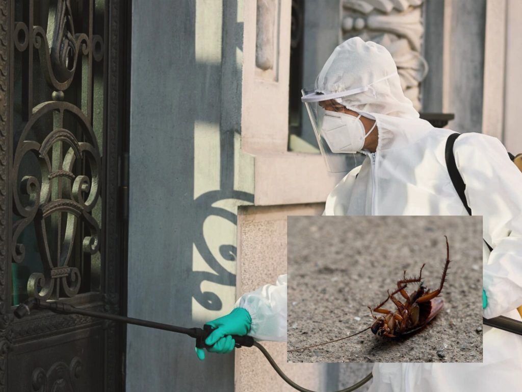 Κατσαρίδες τέλος: Ειδικός μας αποκάλυψε το κόλπο για να τις ξεφορτωθείς