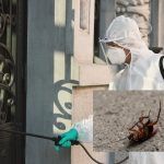 Κατσαρίδες τέλος: Ειδικός μας αποκάλυψε το κόλπο για να τις ξεφορτωθείς