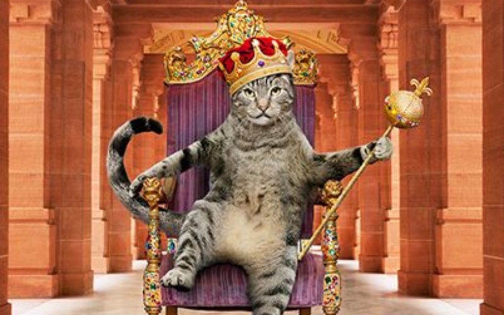 Παγκόσμια Ημέρα Γάτας: Δέκα πράγματα που σίγουρα δεν ξέρεις