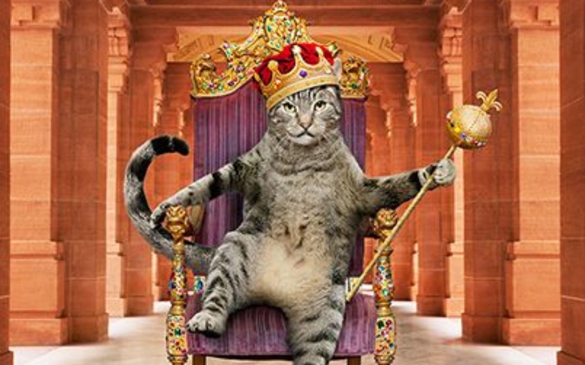 Παγκόσμια Ημέρα Γάτας: Δέκα πράγματα που σίγουρα δεν ξέρεις