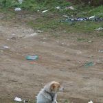 Παράνομες Ταφές στο Γουδί: Μακάβρια ευρήματα εκεί που παίζουν παιδιά - Υγειονομική βόμβα