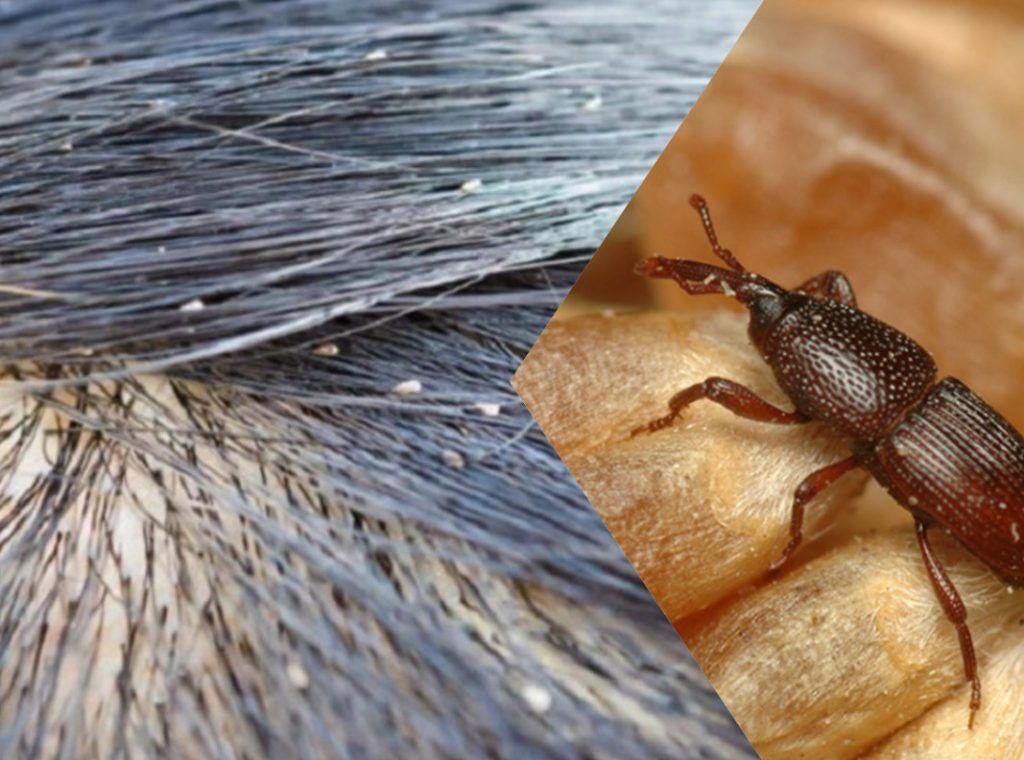 ψείρες-κόνιδες-