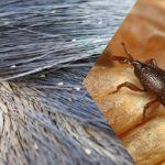 ψείρες-κόνιδες-