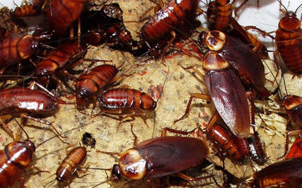 κατσαρίδες-στο-πάτωμα-