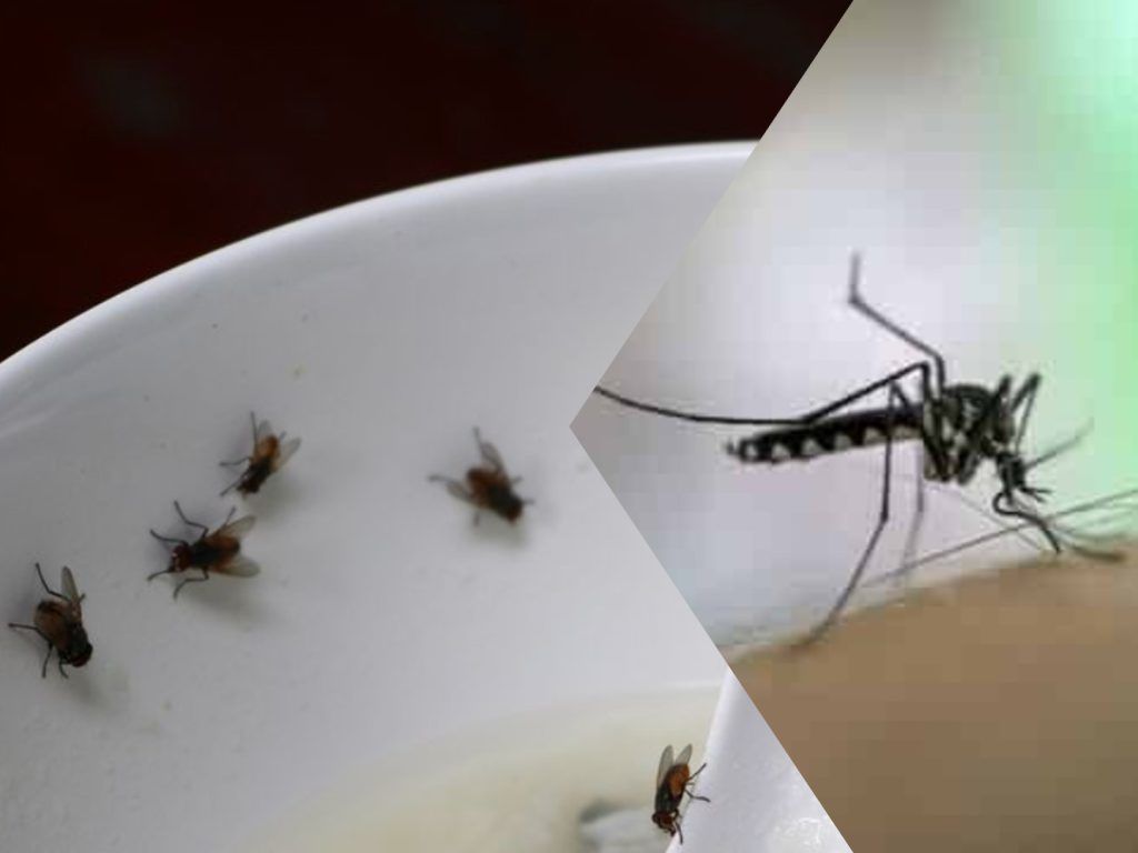 Σε έξαρση μύγες και κουνούπια - Τα έξυπνα κόλπα για να γλιτώσεις την απολύμανση