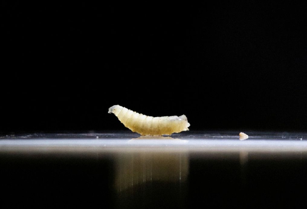 σκουλήκι-του-νέου-κόσμου-