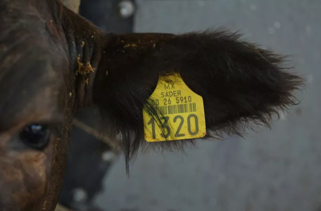 αγελάδα-προσβεβλημένη-από-το-σκουλήκι-του-νέου-κόσμου-