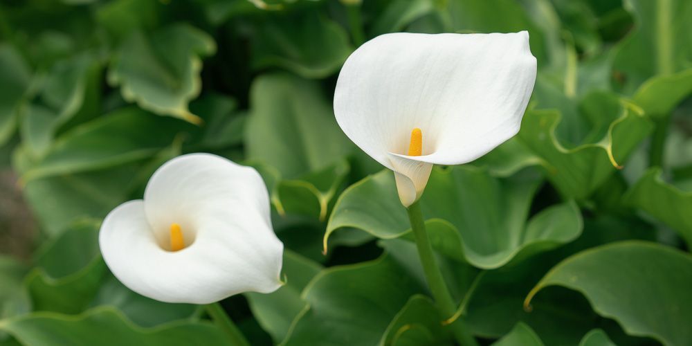 κρίνοι-πληροφορίες-