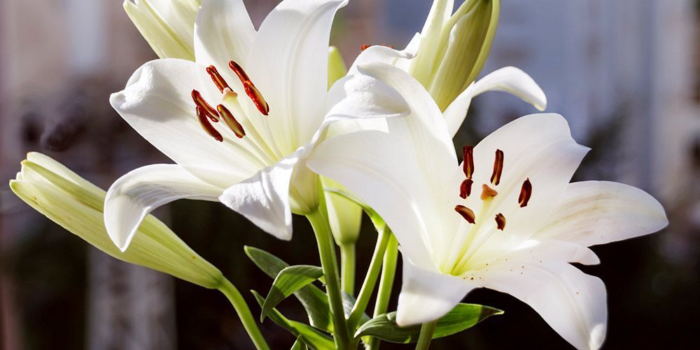 Παρθενόκρινοι-πληροφορίες-