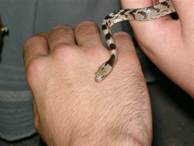 Βγήκαν τα Φιδάκια της Παναγίας για το 2025 στη Κεφαλονιά