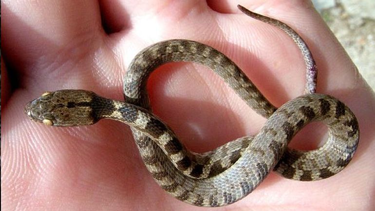 Βγήκαν τα Φιδάκια της Παναγίας για το 2025 στη Κεφαλονιά