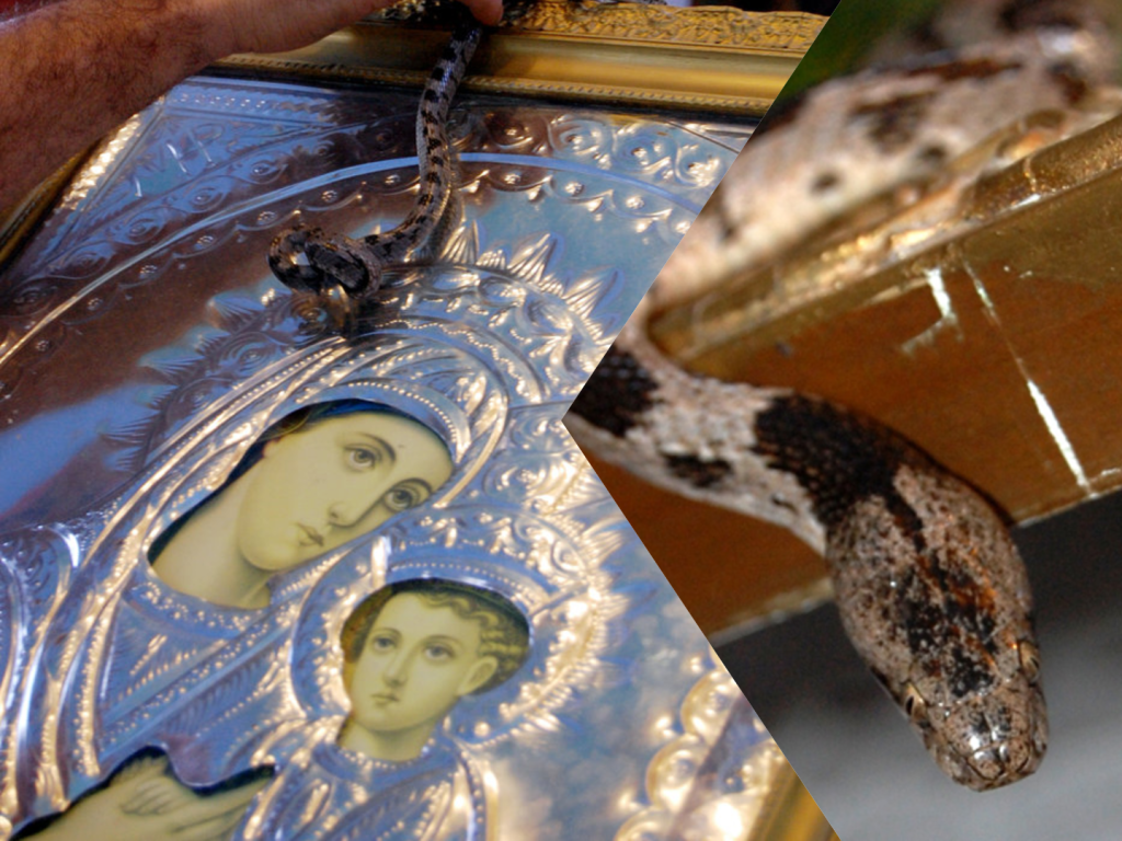 Βγήκαν τα Φιδάκια της Παναγίας για το 2025 στη Κεφαλονιά