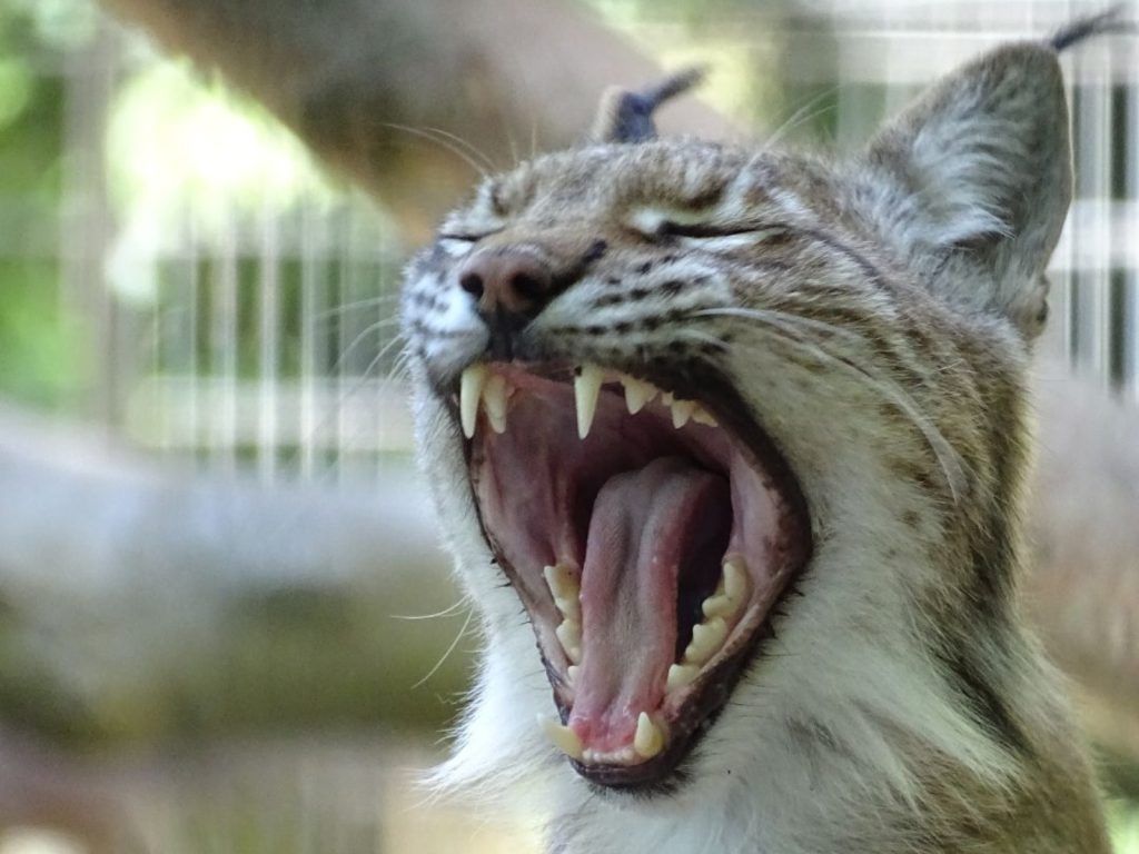 Ζωολογικός κήπος προκάλεσε θύελλα αντιδράσεων- Φέρε τα ζώα που δεν θες για να ταΐσουμε τα ζώα μας