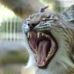 Ζωολογικός κήπος προκάλεσε θύελλα αντιδράσεων- Φέρε τα ζώα που δεν θες για να ταΐσουμε τα ζώα μας