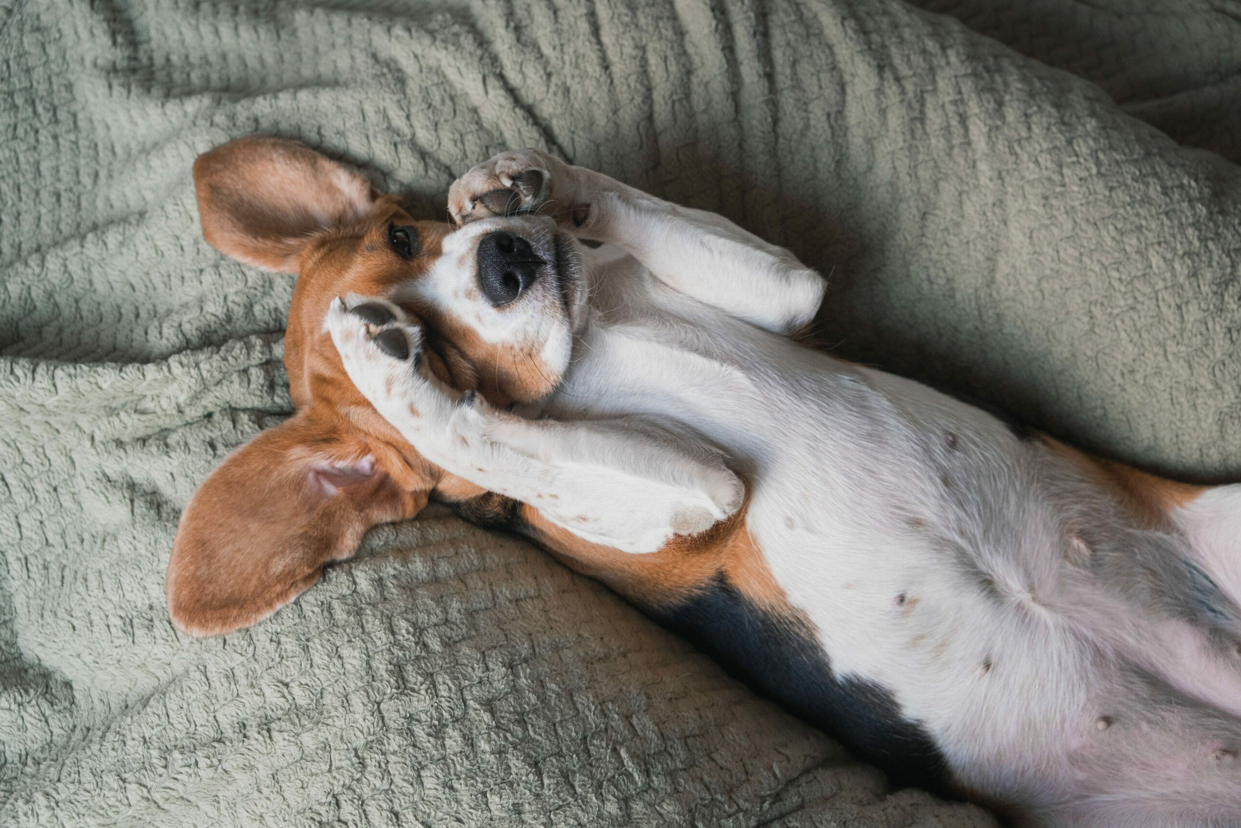 σκύλος-κοιμάται- σκύλος-κοιμάται-