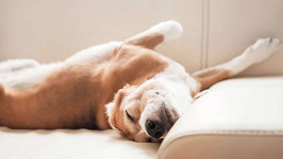 σκύλος-κοιμάται- σκύλος-κοιμάται-