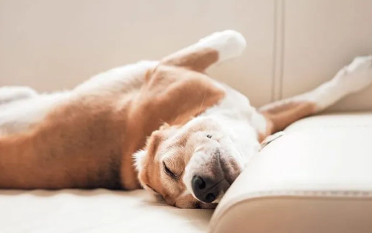 σκύλος-κοιμάται-